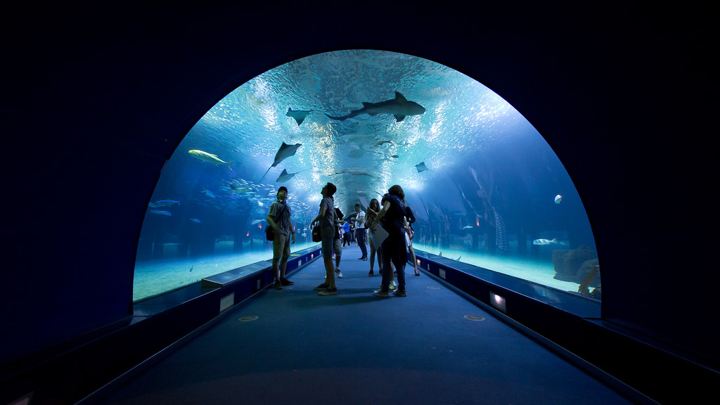 The Oceanographic of Valencia